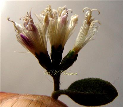  Capitula